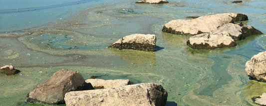 BloomOptix's Igor Mrdjen: Using drones and AI to diagnose harmful algal blooms