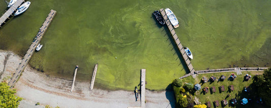 Is There Deadly Algae at a Beauty Spot Near YOU? Interactive Map Reveals the Wild-Swimming Lakes and Rivers Where Toxic Bacteria is Rife